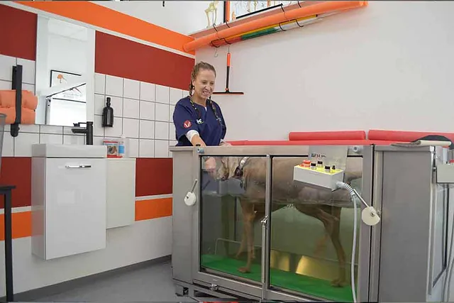 Ein Hund macht Laufübungen im Wasser