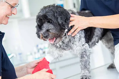 Ein Hund wird behandelt