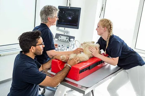 Kompetente Versorgung für Hunde und Katzen.