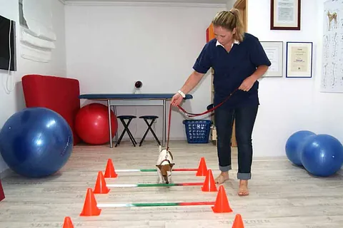 Ein Hund bei der Physiotherapeutischen Behandlung